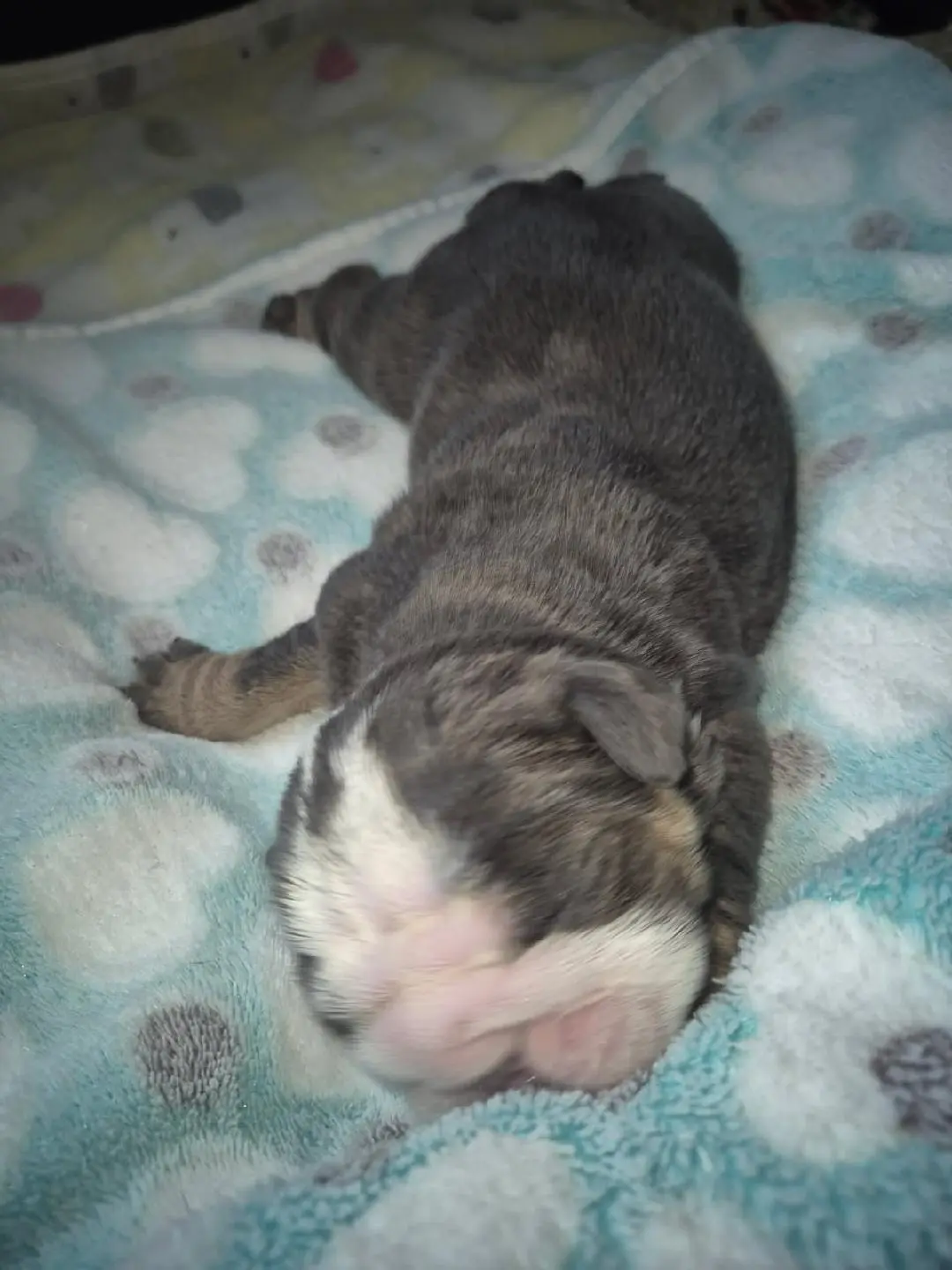 Bulldog puppy for sale: Brindle Bulldog puppy sleeping on a soft blanket