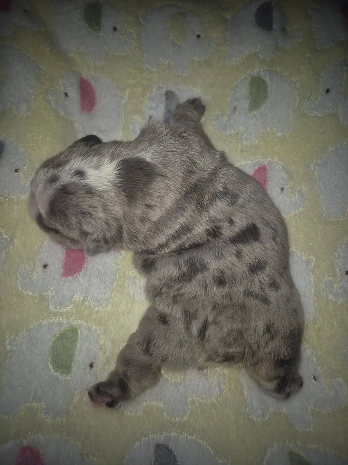 Bulldog puppy for sale: Gray and white Bulldog puppy lying on a patterned blanket