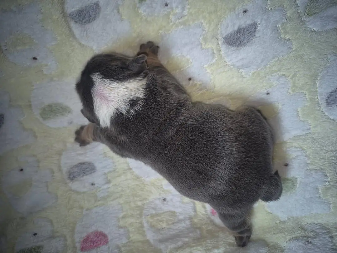 Bulldog puppy for sale: Blue and white Bulldog puppy lying on a soft blanket