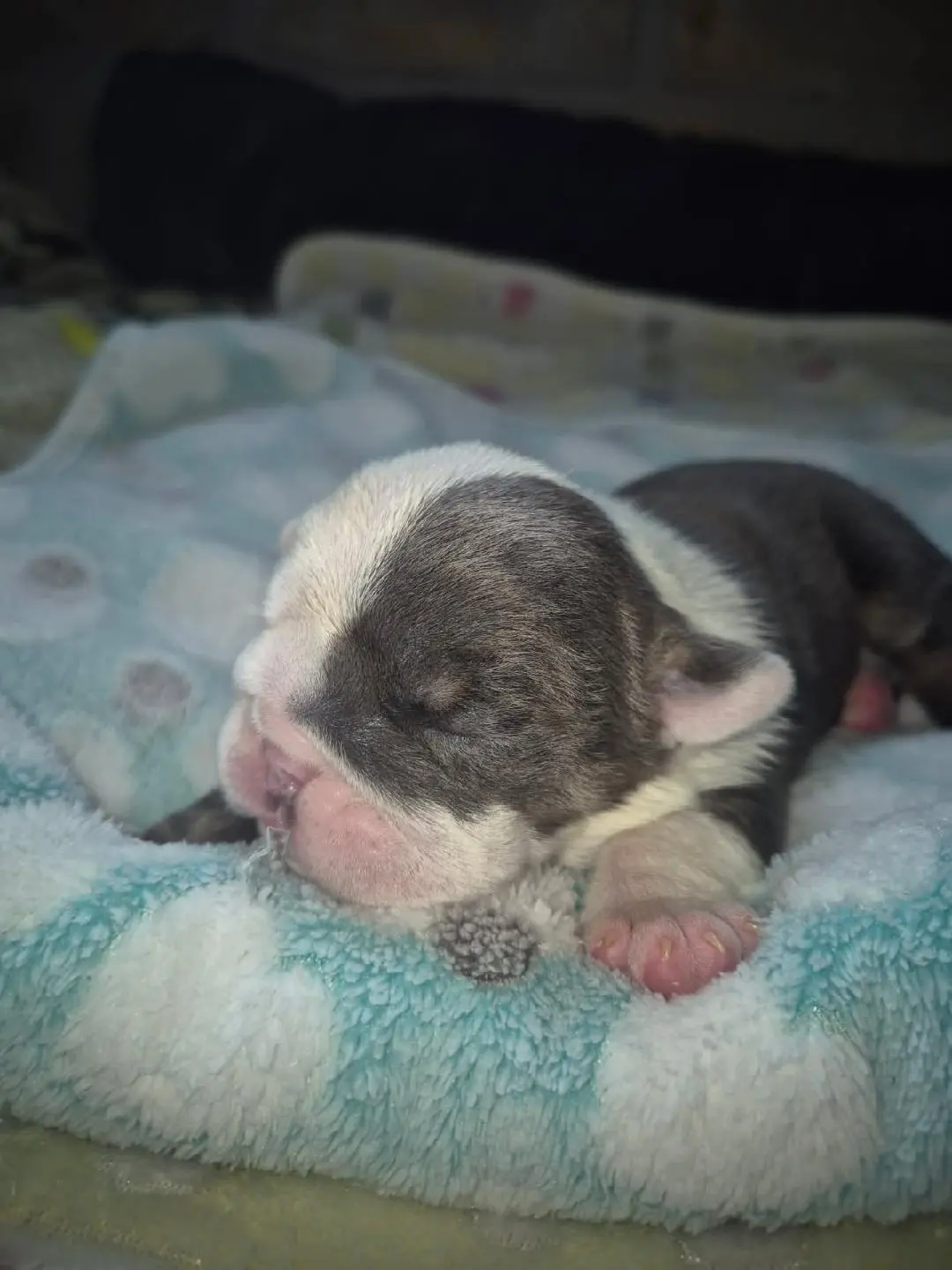 Bulldog puppy for sale: Sleeping Bulldog puppy with a brindle and white coat
