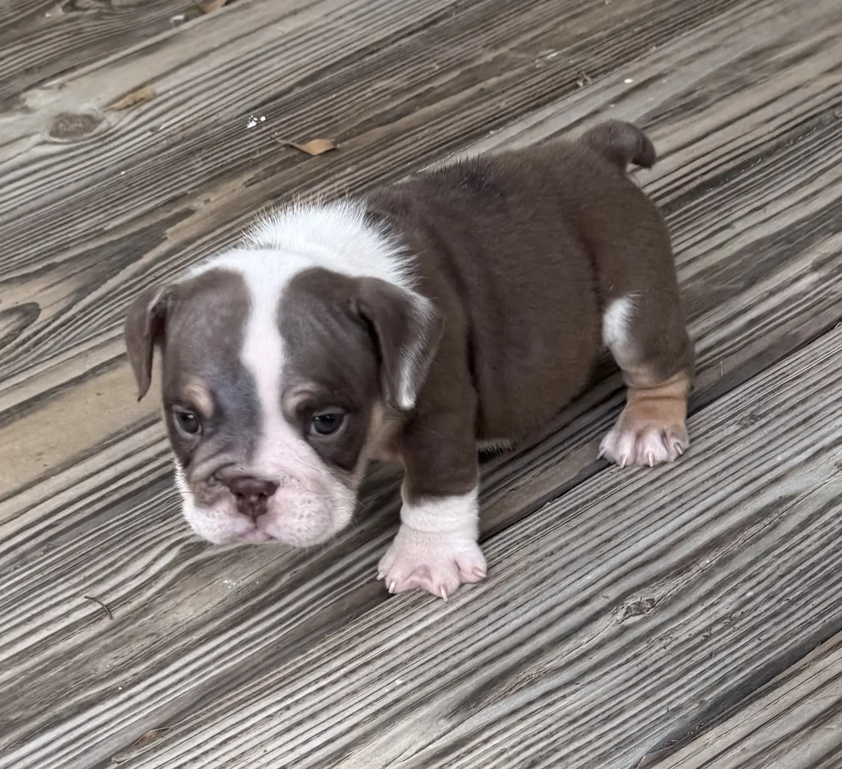 Bulldog puppy for sale: Brown and white Bulldog puppy standing on wooden floor