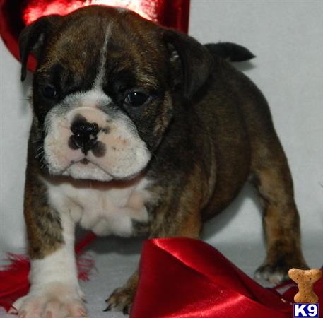 english bulldog puppy posted by tankrtots