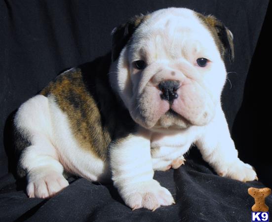 english bulldog puppy posted by tankrtots