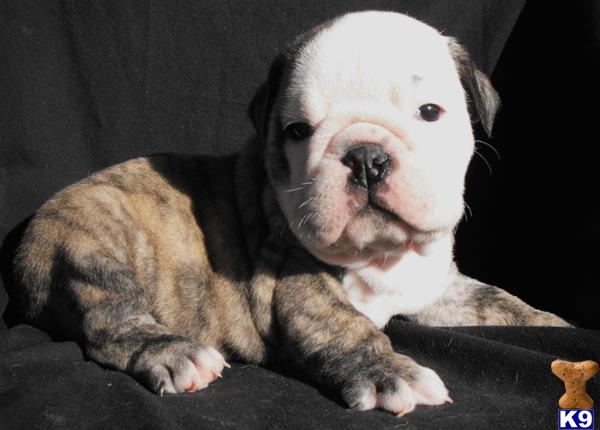 english bulldog puppy posted by tankrtots