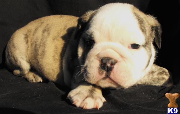 english bulldog puppy posted by tankrtots