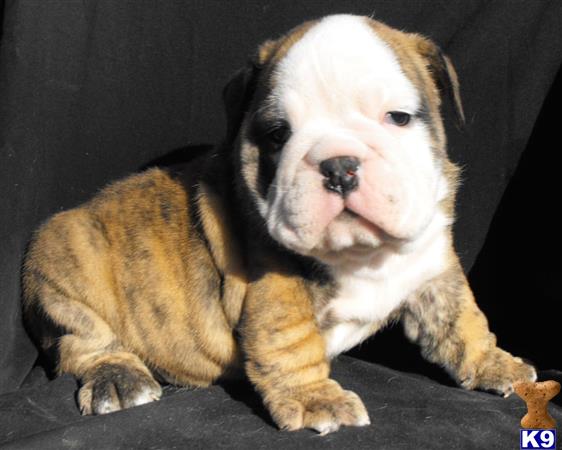 english bulldog puppy posted by tankrtots