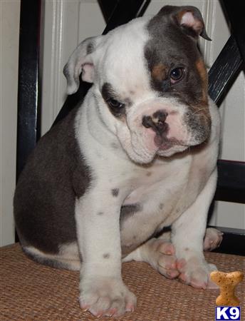 english bulldog puppy posted by tankrtots