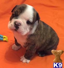 english bulldog puppy posted by tankrtots