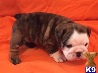 english bulldog puppy posted by tankrtots