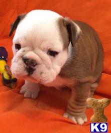 english bulldog puppy posted by tankrtots