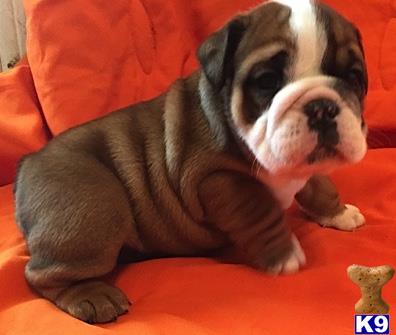 english bulldog puppy posted by tankrtots