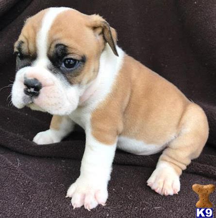 puppies for sale santa bulldog puppy for sale santa 6 weeks puppies for sale santa bulldog puppy for sale santa 6 weeks