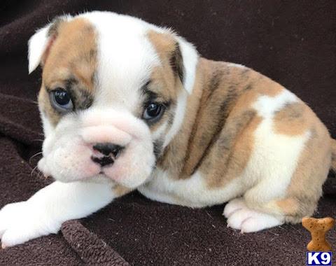 puppies for sale in daytona bulldog puppy for sale daytona 7 months puppies for sale in daytona bulldog puppy for sale daytona 7 months