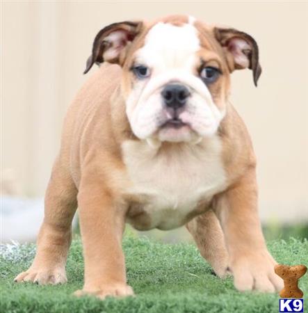 puppies for sale in daytona bulldog puppy for sale daytona 7 months puppies for sale in daytona bulldog puppy for sale daytona 7 months