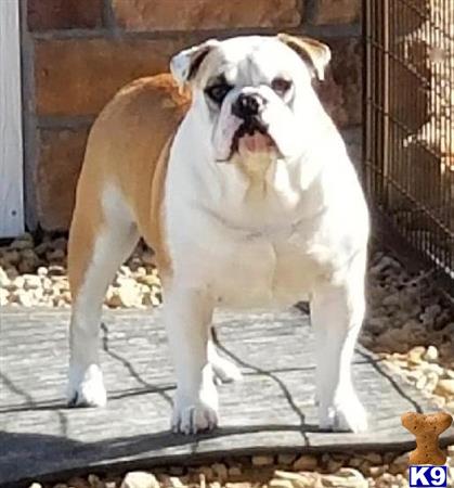 English Bulldog stud dog