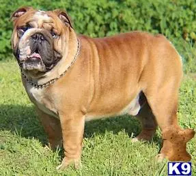 English Bulldog stud dog