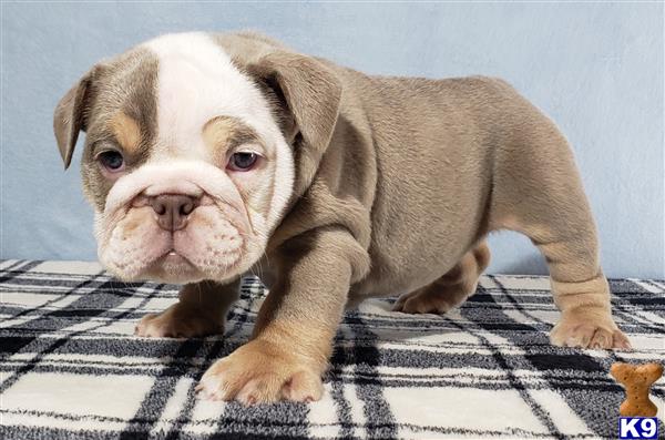 English Bulldog Puppy for Sale: Viola 3 Years old