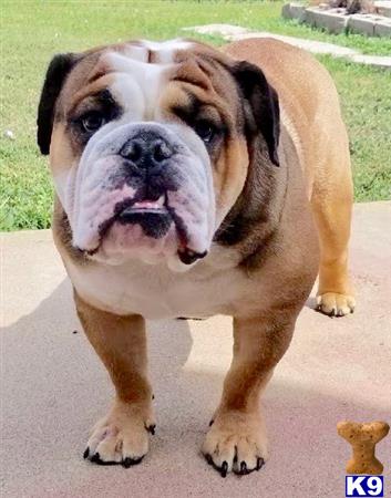 English Bulldog stud dog