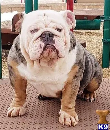 English Bulldog stud dog