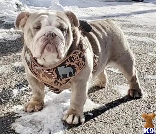 English Bulldog stud dog