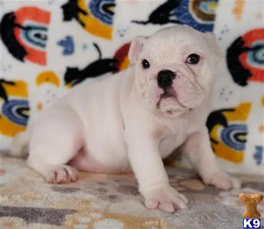 English Bulldog puppy for sale