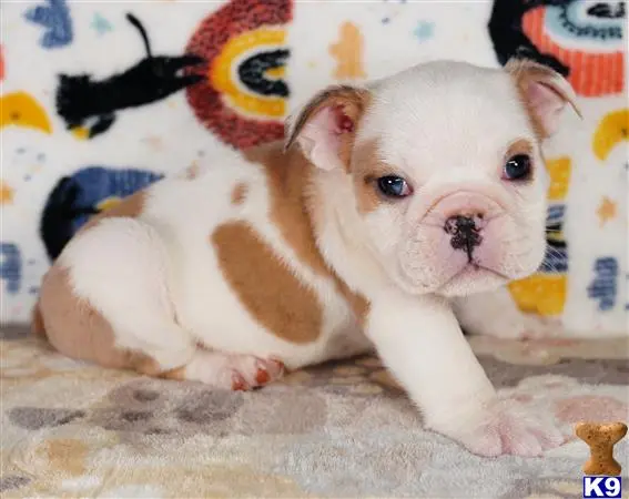 tankrtots Picture 1