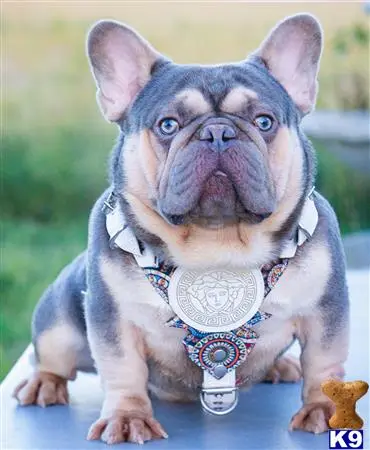 English Bulldog stud dog