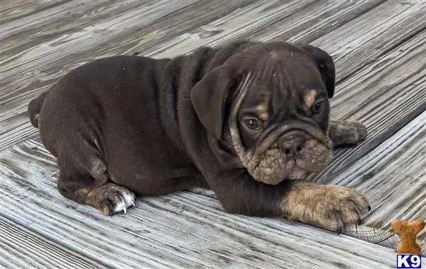English Bulldog puppy for sale