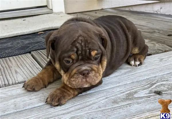English Bulldog puppy for sale