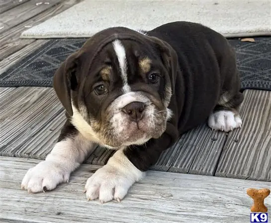 English Bulldog puppy for sale
