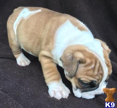 puppies for sale santa bulldog puppy for sale santa 6 weeks puppies for sale santa bulldog puppy for sale santa 6 weeks