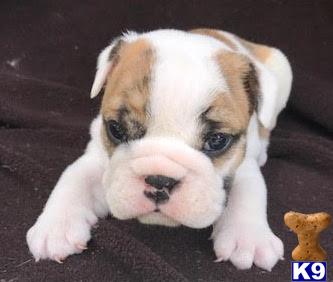 puppies for sale in daytona bulldog puppy for sale daytona 7 months puppies for sale in daytona bulldog puppy for sale daytona 7 months