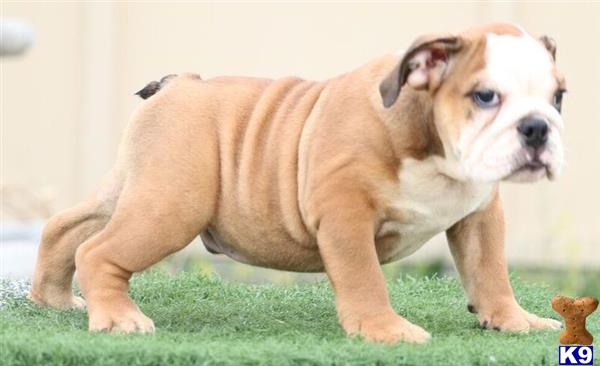 puppies for sale in daytona bulldog puppy for sale daytona 7 months puppies for sale in daytona bulldog puppy for sale daytona 7 months