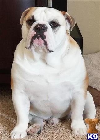 English Bulldog stud dog