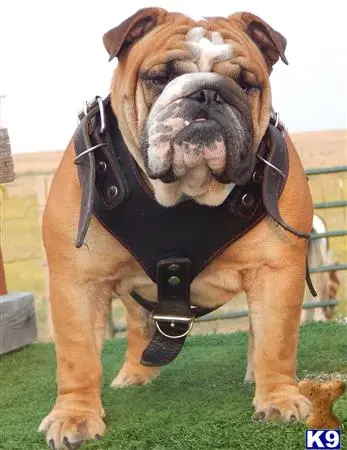 English Bulldog stud dog