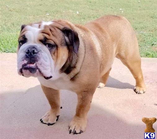 English Bulldog stud dog