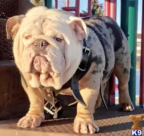 English Bulldog stud dog