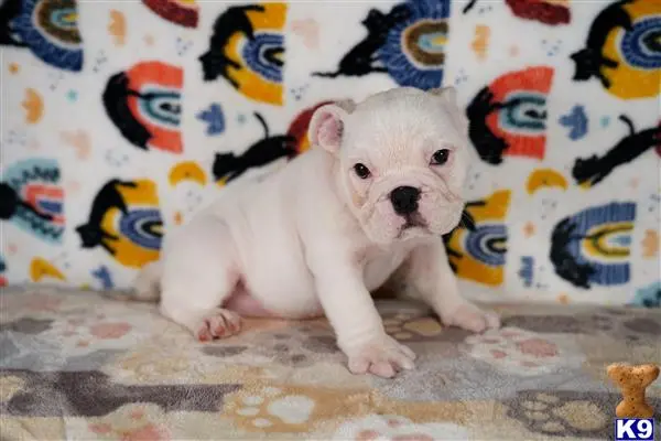 English Bulldog puppy for sale