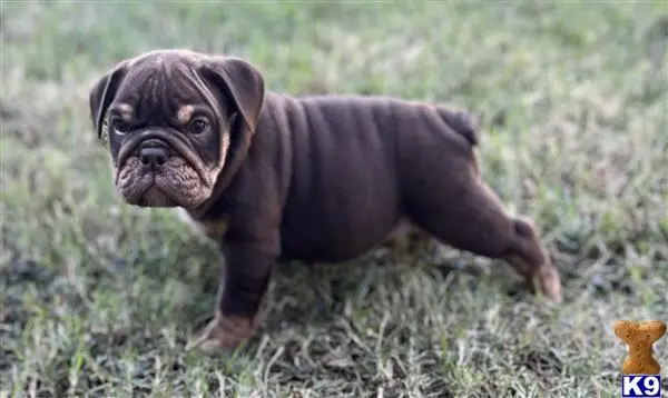 English Bulldog puppy for sale