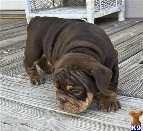 English Bulldog puppy for sale