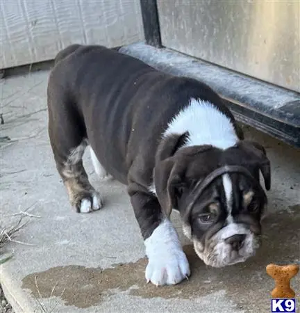 English Bulldog puppy for sale