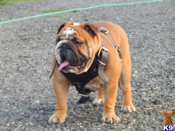 English Bulldog stud dog