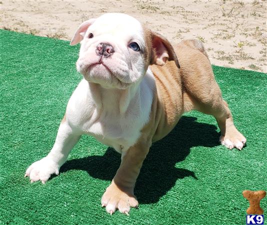 English Bulldog Puppy for Sale Rebecca 3 Months old