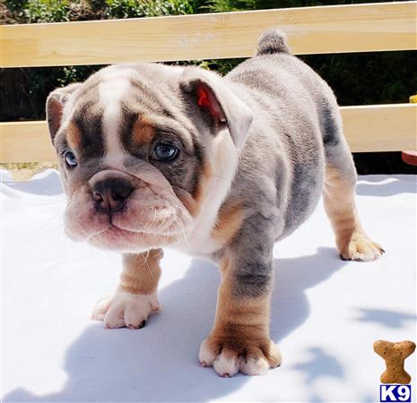 English Bulldog Puppy for Sale: Lola 3 Years old