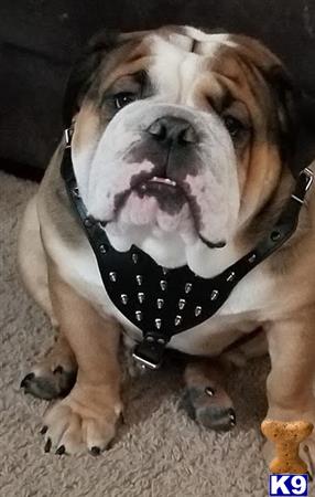 English Bulldog stud dog