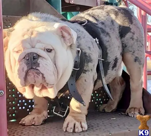 English Bulldog stud dog