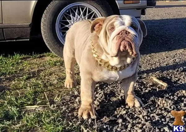 English Bulldog stud dog