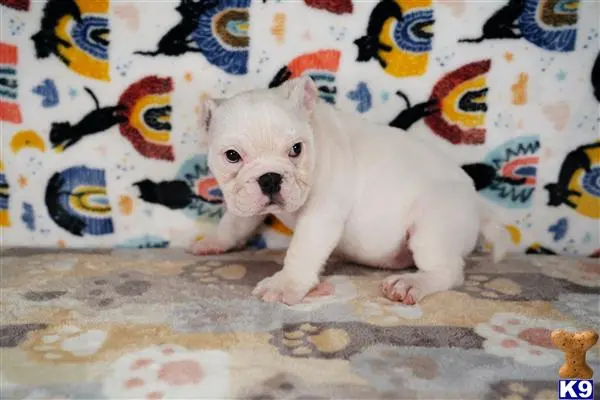 English Bulldog puppy for sale