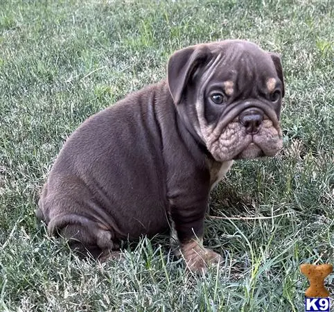 English Bulldog puppy for sale