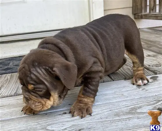 English Bulldog puppy for sale